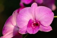 small-orchid.jpg