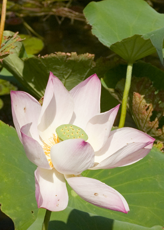 lotusflower.jpg