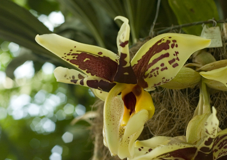 orchid1.jpg