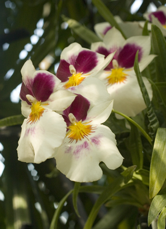 orchids2.jpg