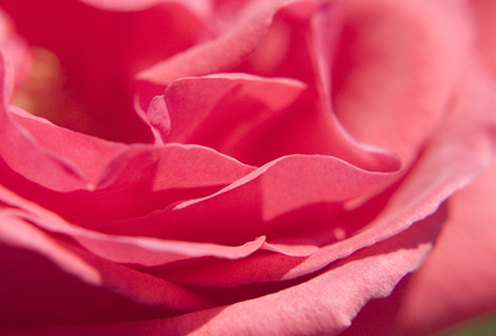 pink-rose.jpg