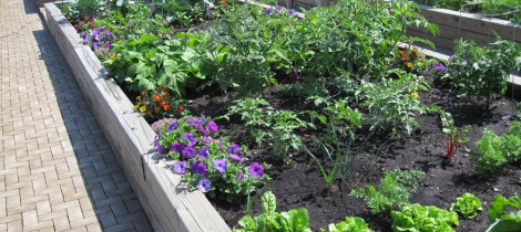 Vegetable Garden with Flowers