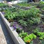 Vegetable Garden with Flowers